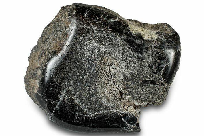 Polished Fossil Dinosaur Bone (Gembone) Section - Wyoming #309396